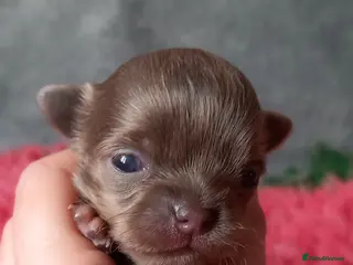 Chihuahua dogs ❤️🔥Dna tested parents❤️🔥1Boy SC 1girl LC - Advert 1