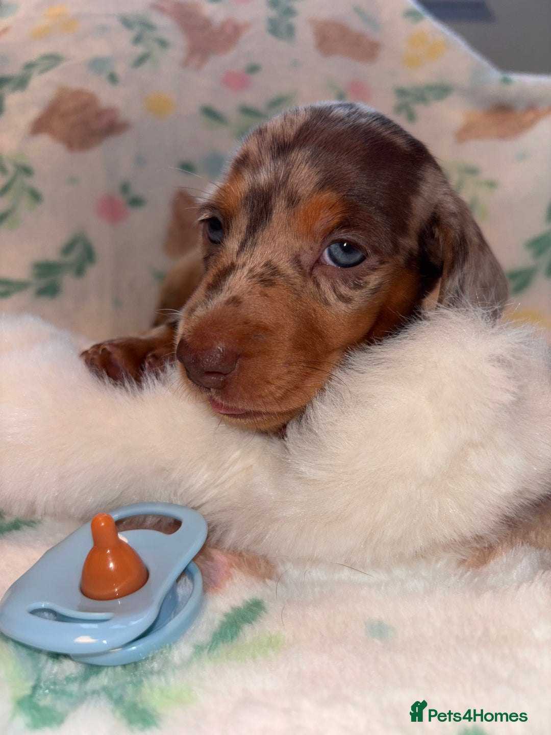 Miniature Dachshund dogs for sale: Dreamy miniature dachshunds  - Advert 8