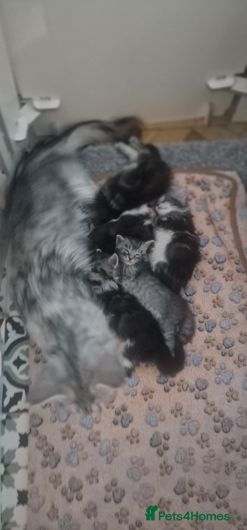 Maine Coon cats for sale: Tica Registered, Russian Line Maine Coon Kittens - Advert 7