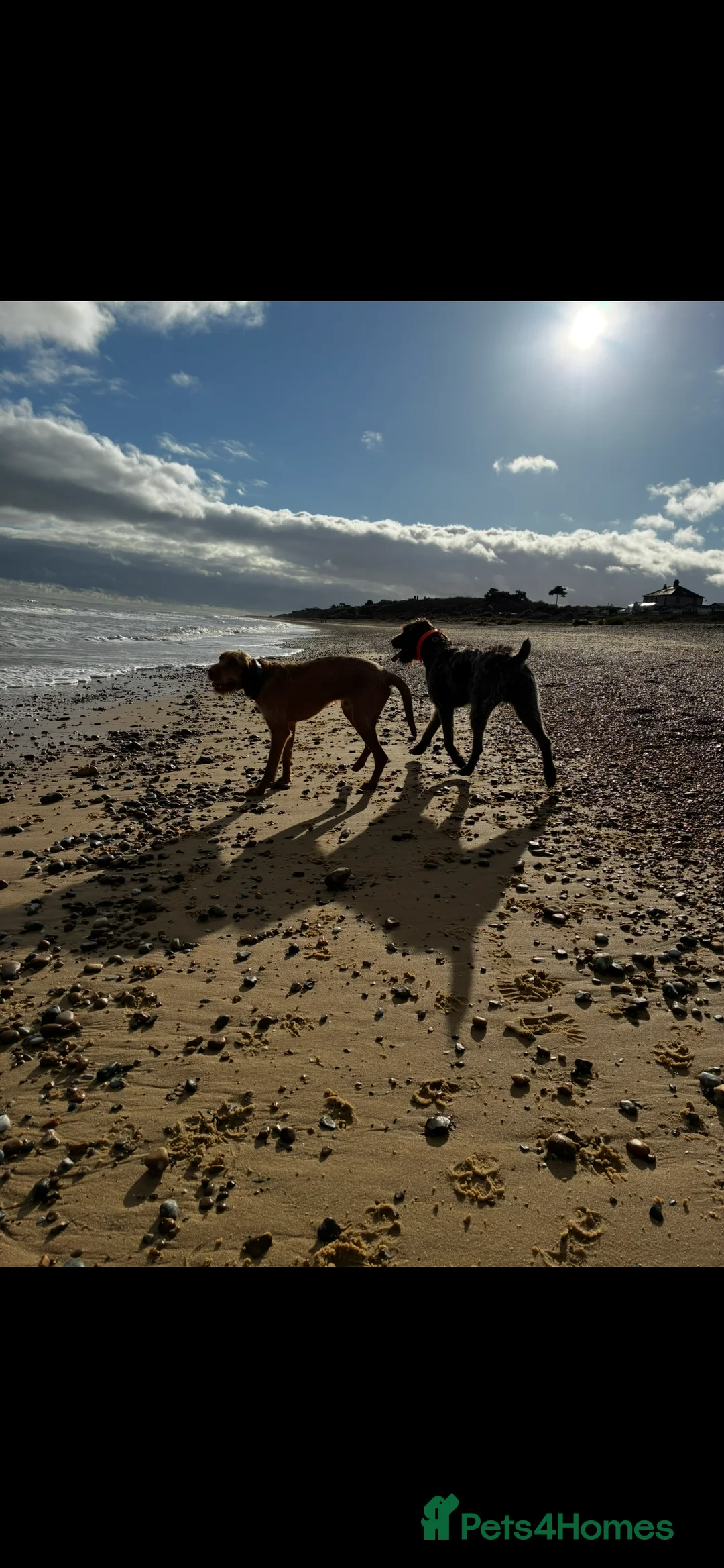 German Wirehaired Pointer dogs for sale: Rudy. 18 month old German wirehaired pointer  - Advert 7