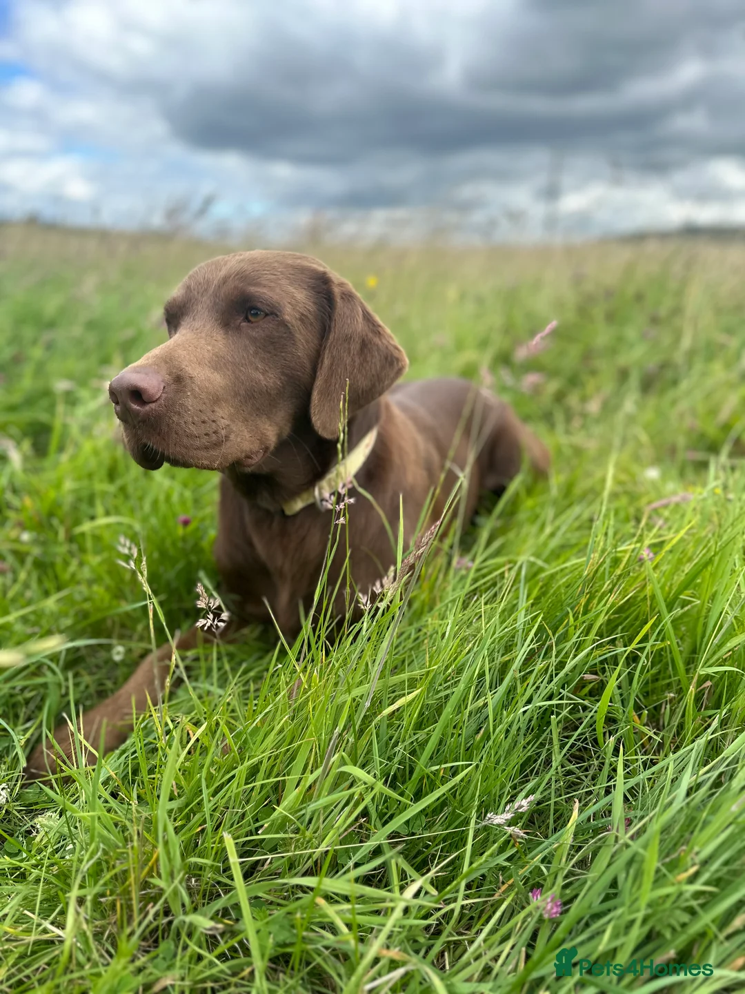 Labrador Retriever dogs for stud: Handsome fully health tested Chocolate labrador in Tewkesbury - Advert 7