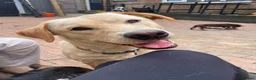 Labrador Retriever dogs for sale: 1 year old labrador  - Advert 3