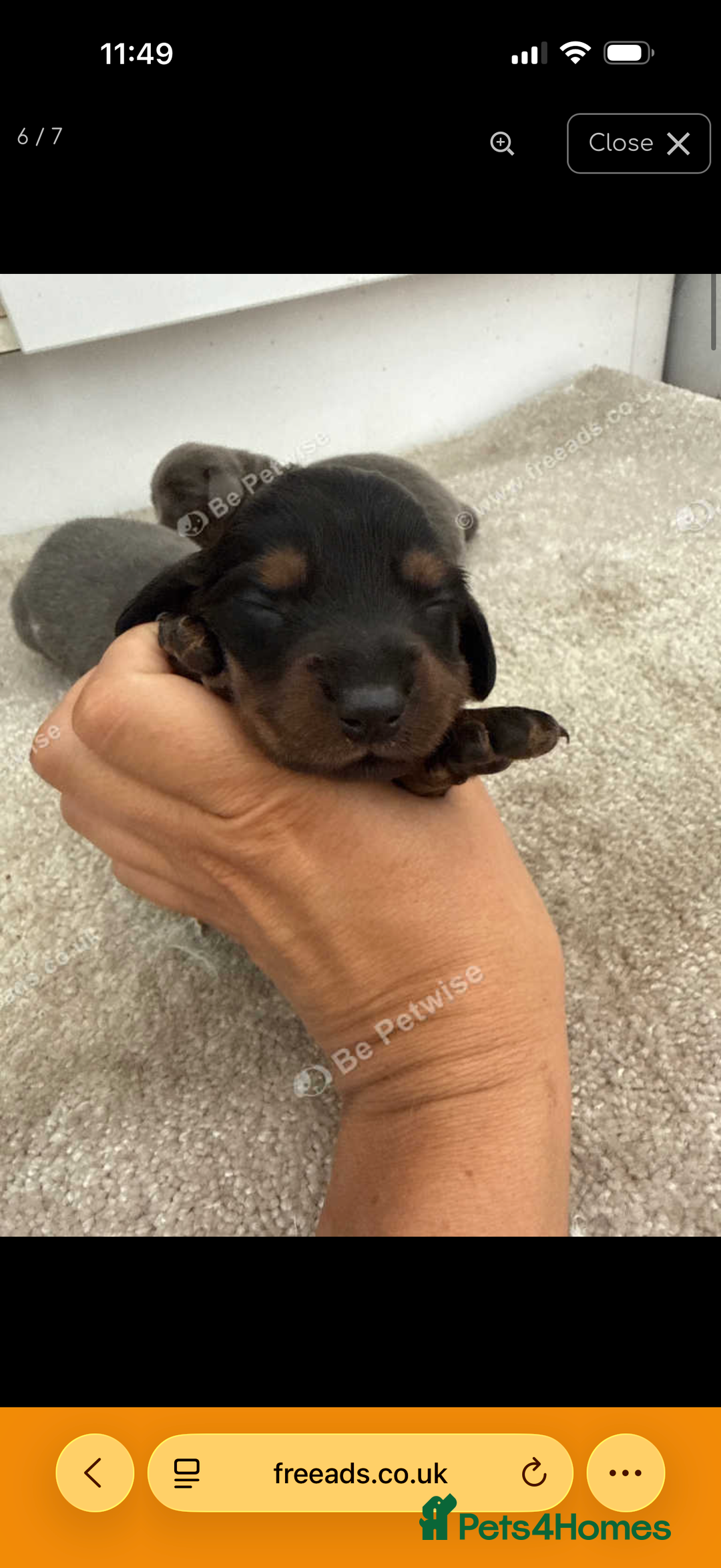 Miniature Dachshund dogs for sale: Three miniature sausage dogs, ready February 🩷 - Advert 10