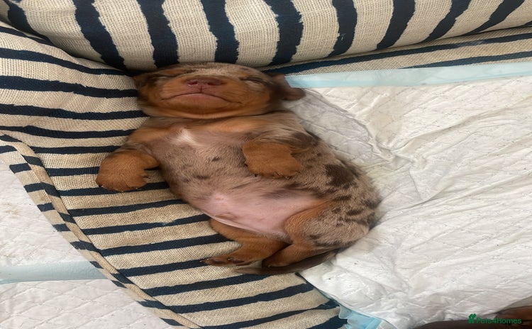 Miniature Dachshund dogs - Advert 12