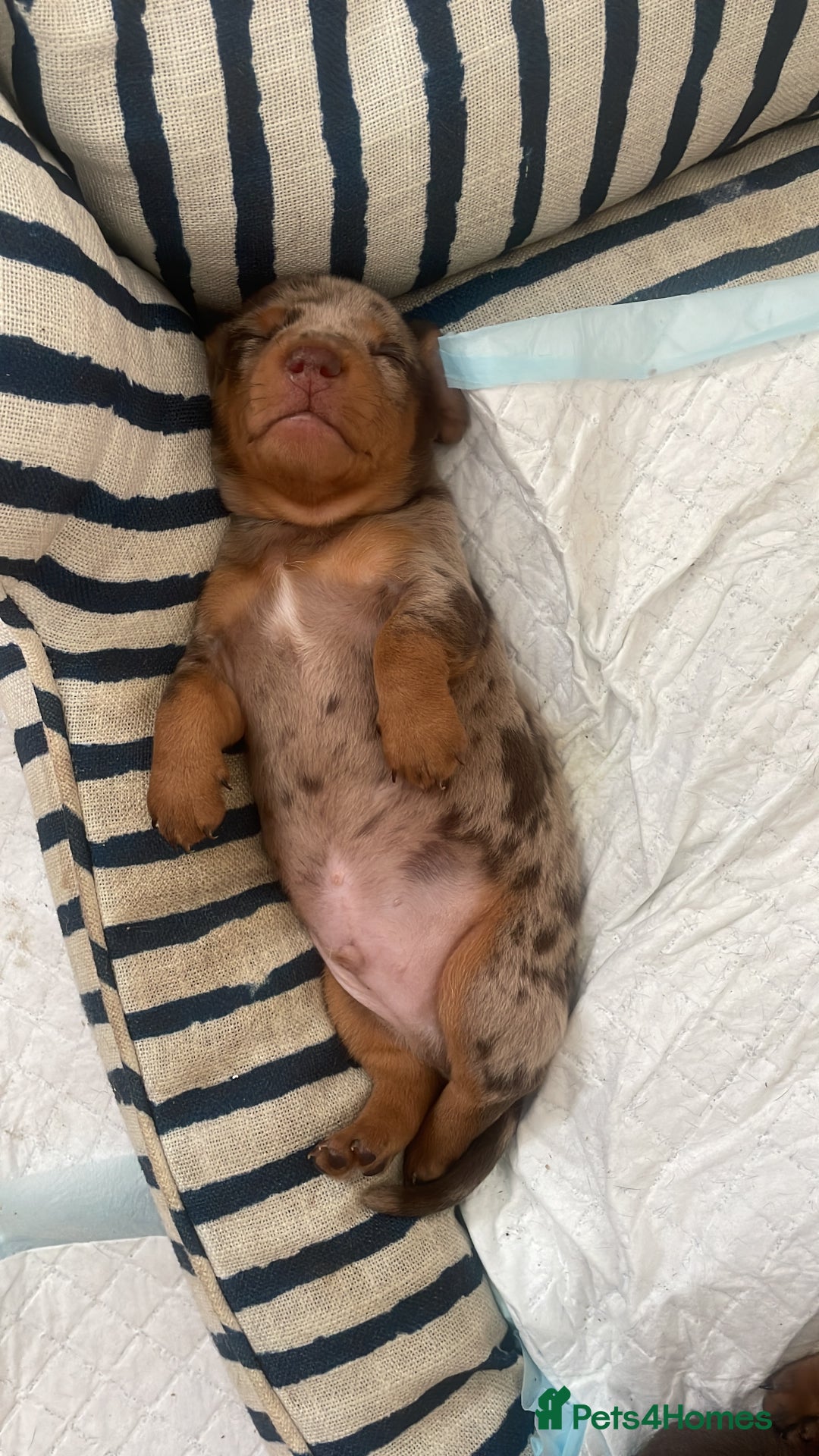 Miniature Dachshund dogs for sale: 1 Boy & 1 Girl Tan Pedigree Miniature Puppies - Image 1