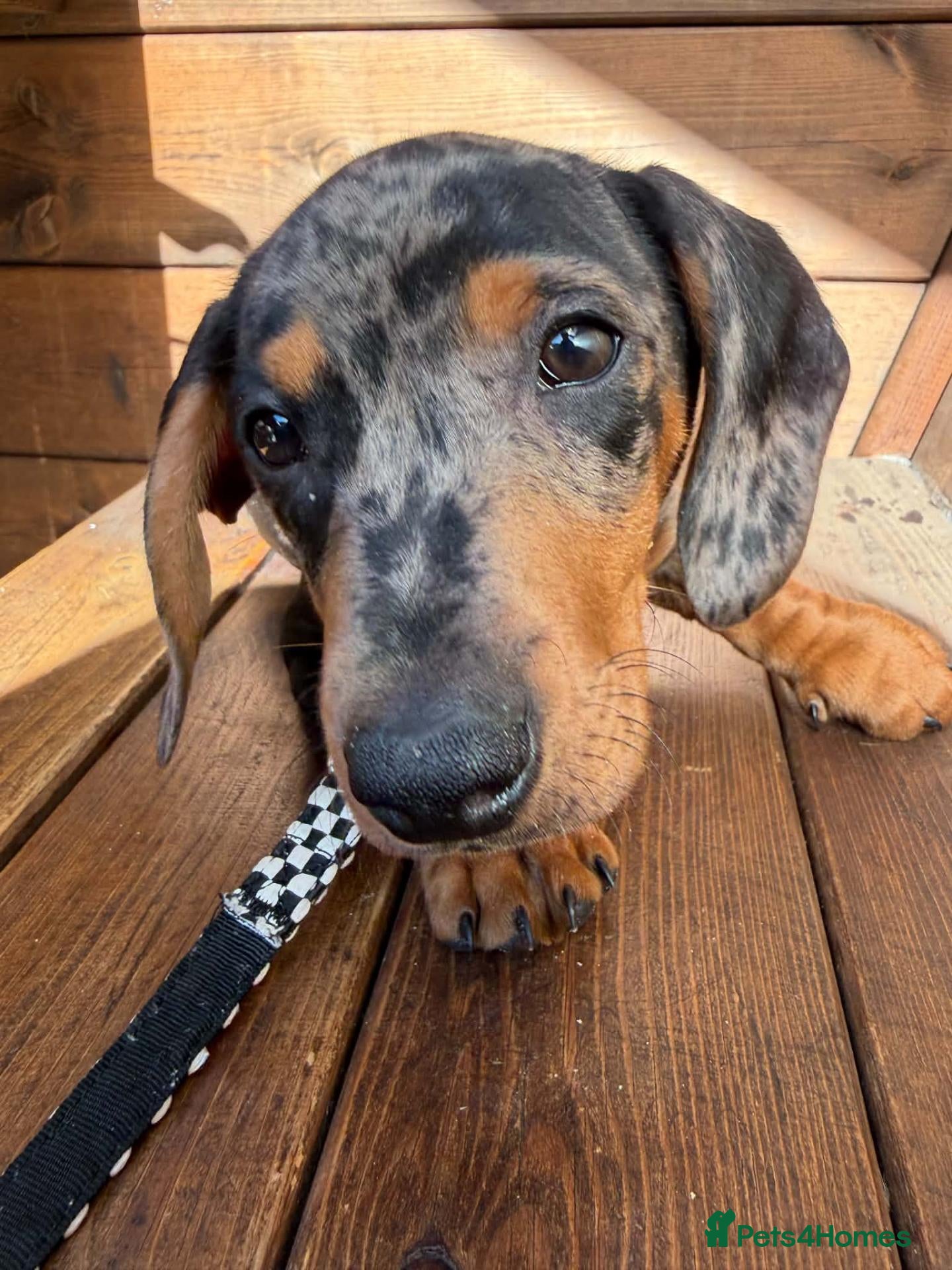 Dachshund dogs Dachshund for sale - Advert 2