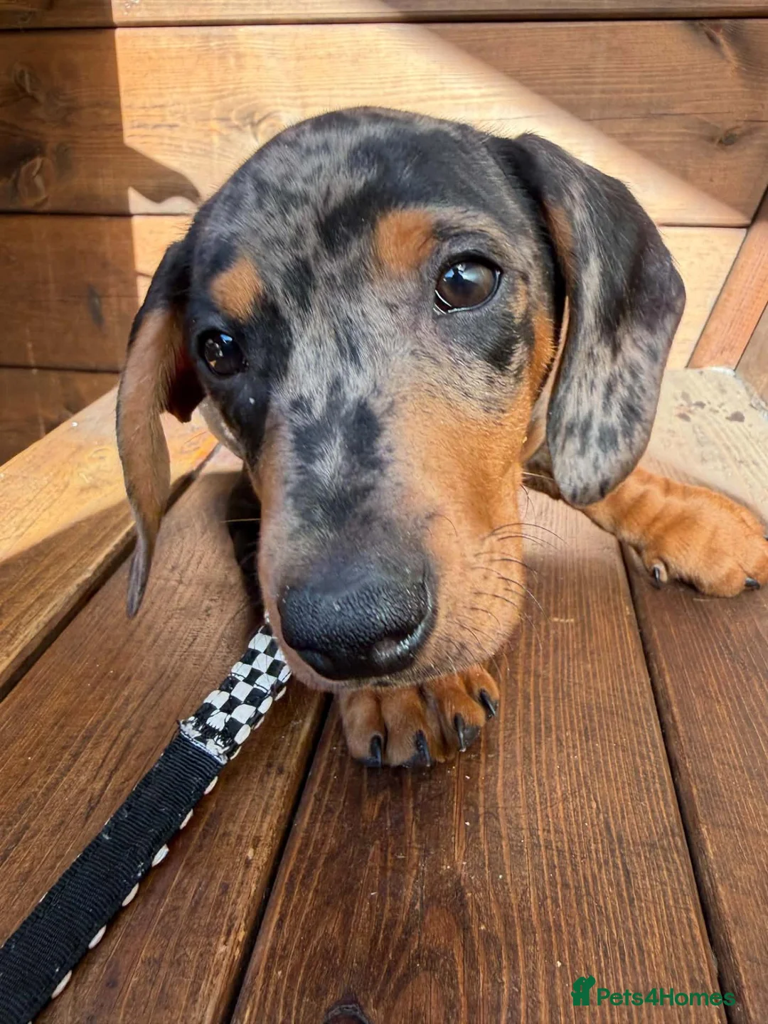 Dachshund dogs for sale: Dachshund for sale - Advert 1