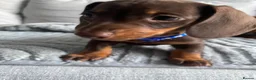 Dachshund dogs for sale: Mini Dachshunds puppies for sale  in Thornton Heath - Advert 3