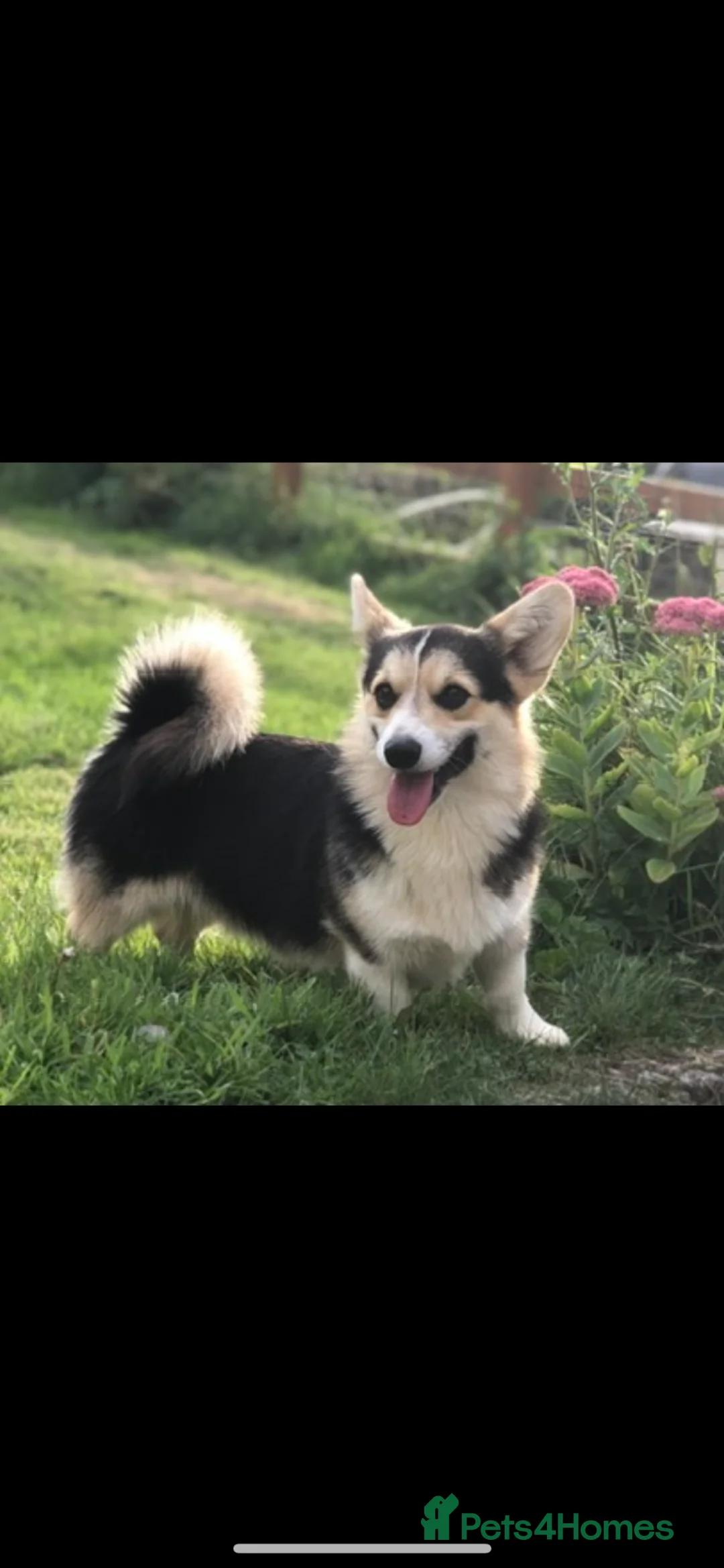 Welsh Corgi Pembroke dogs for sale: Pembrokeshire Corgi Girls in Llanwrda - Advert 2