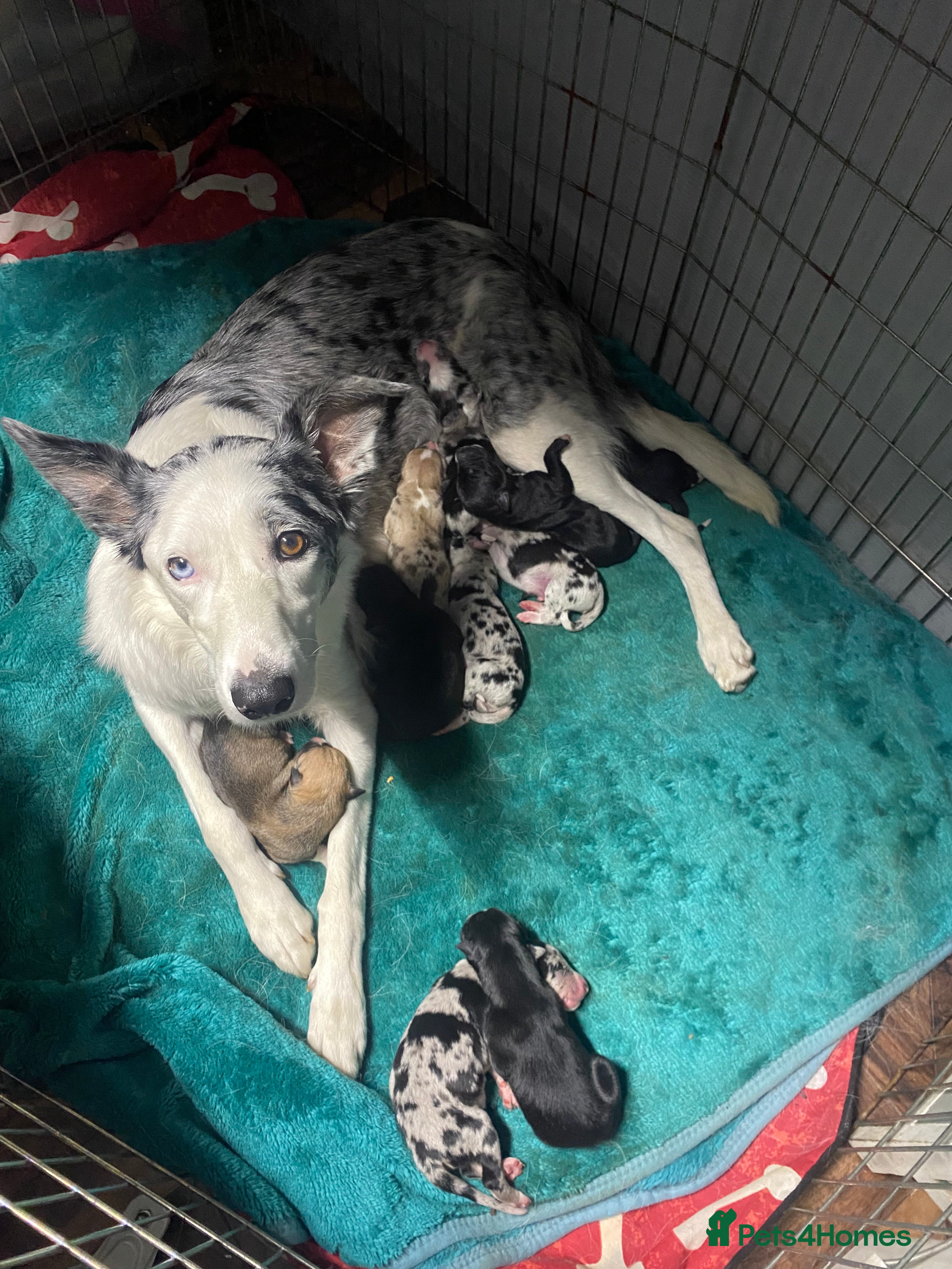 Mixed Breed dogs Collie lurcher greyhound mix - Advert 5