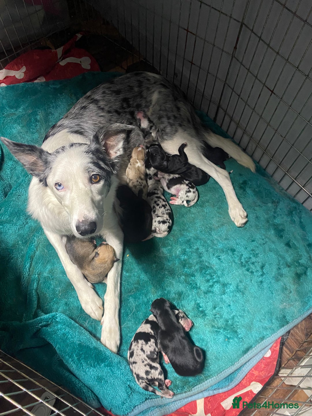 Mixed Breed dogs for sale: Collie lurcher greyhound mix - Advert 1