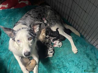 Mixed Breed dogs Collie lurcher greyhound mix - Advert 10