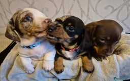 Miniature Dachshund dogs for stud: Stunning Silver Dapple and Tan stud - Image 6