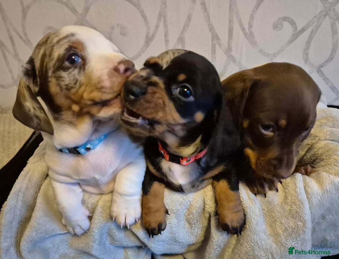 Miniature Dachshund dogs for stud: Stunning Silver Dapple and Tan stud - Image 6