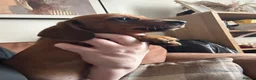 Miniature Dachshund dogs for sale: Dachound puppy’s last boy !!!  - Advert 10