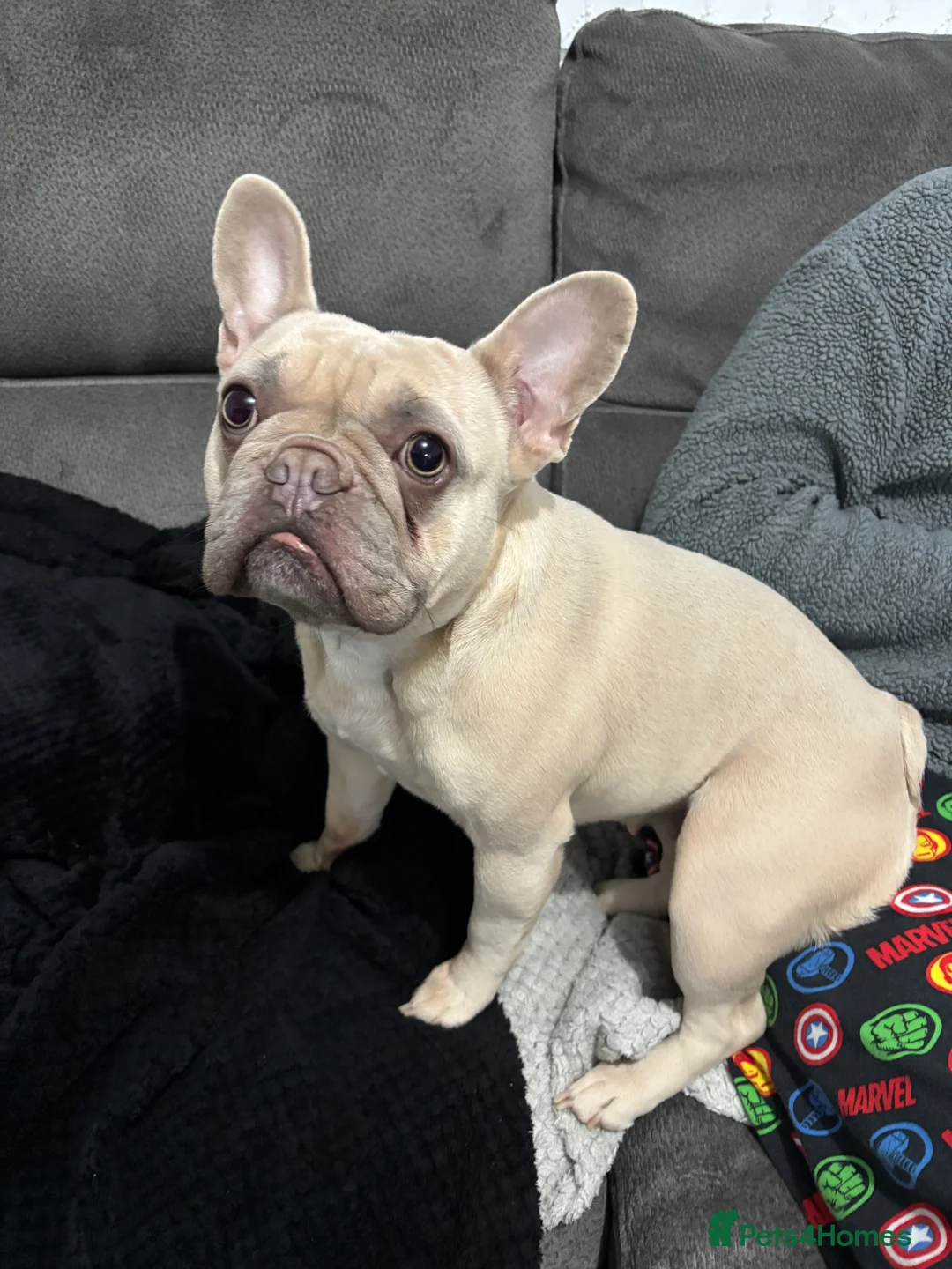 French Bulldog dogs for sale: French Bulldog bitch - Advert 1