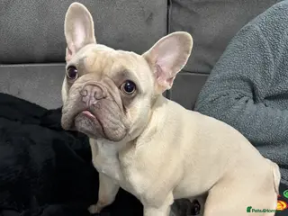 French Bulldog dogs French Bulldog bitch - Advert 4