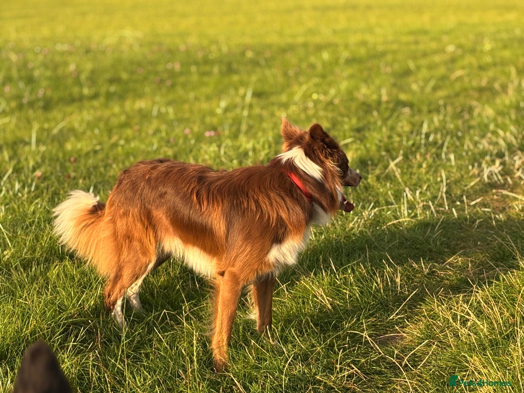 Border Collie dogs for stud: Red/white Border collie STUD in Batley - Image 11