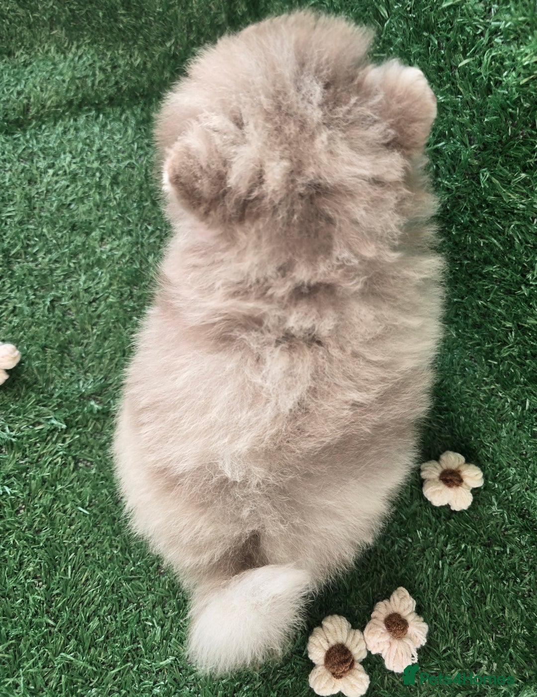 Pomeranian dogs for sale: 💜Lavender lilac chocolate merle exceptional poms - Advert 11