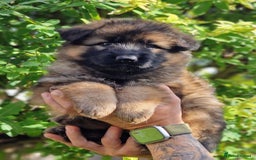 German Shepherd dogs for sale: German shepherd puppies KC register  - Image 19