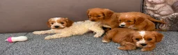 Cockalier dogs for sale:  Beautiful Cockalier puppies  - Advert 14