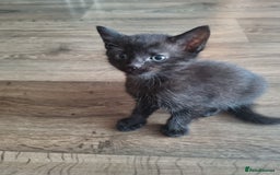 Turkish Angora cats for sale: Turkish angora mix - Image 2