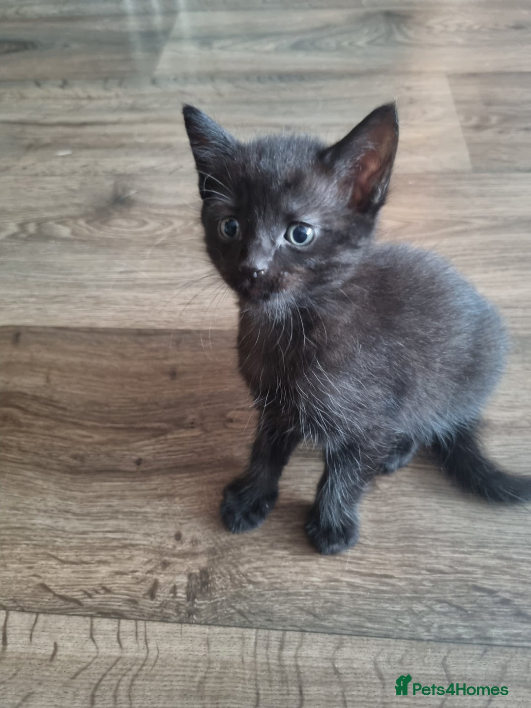 Turkish Angora cats for sale: Turkish angora mix - Image 2