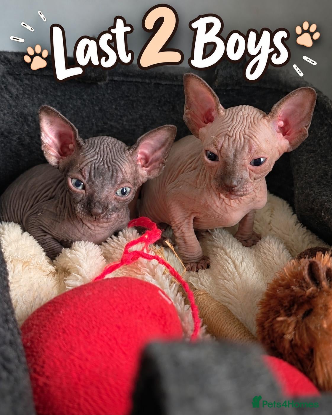 Sphynx cats TICA Registered Sphynx Kittens - Advert 12