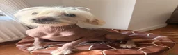 Mixed Breed dogs for sale: Beautiful Chinese Crested X in Blackwood - Advert 3