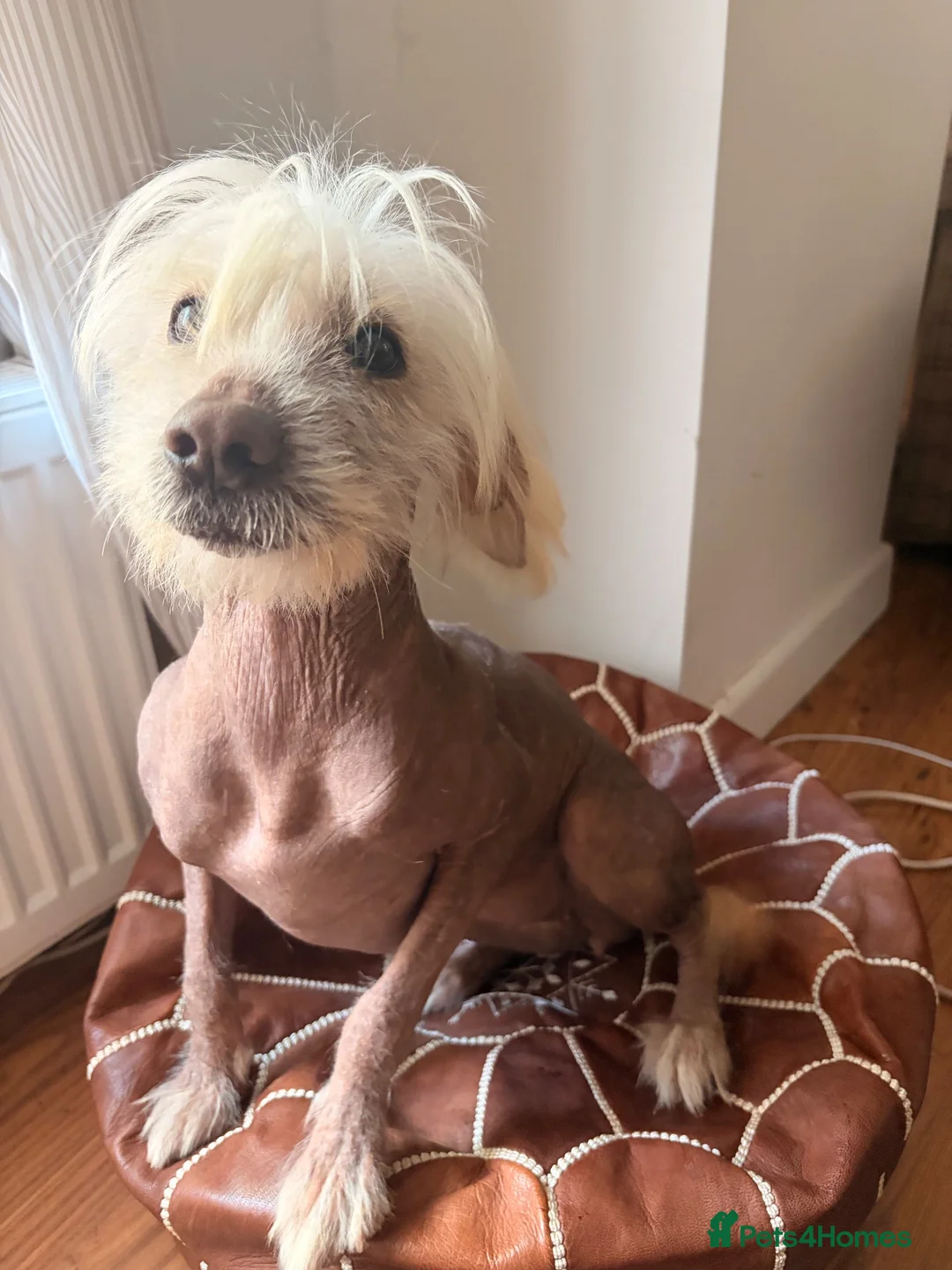 Mixed Breed dogs for sale: Beautiful Chinese Crested X in Blackwood - Advert 3