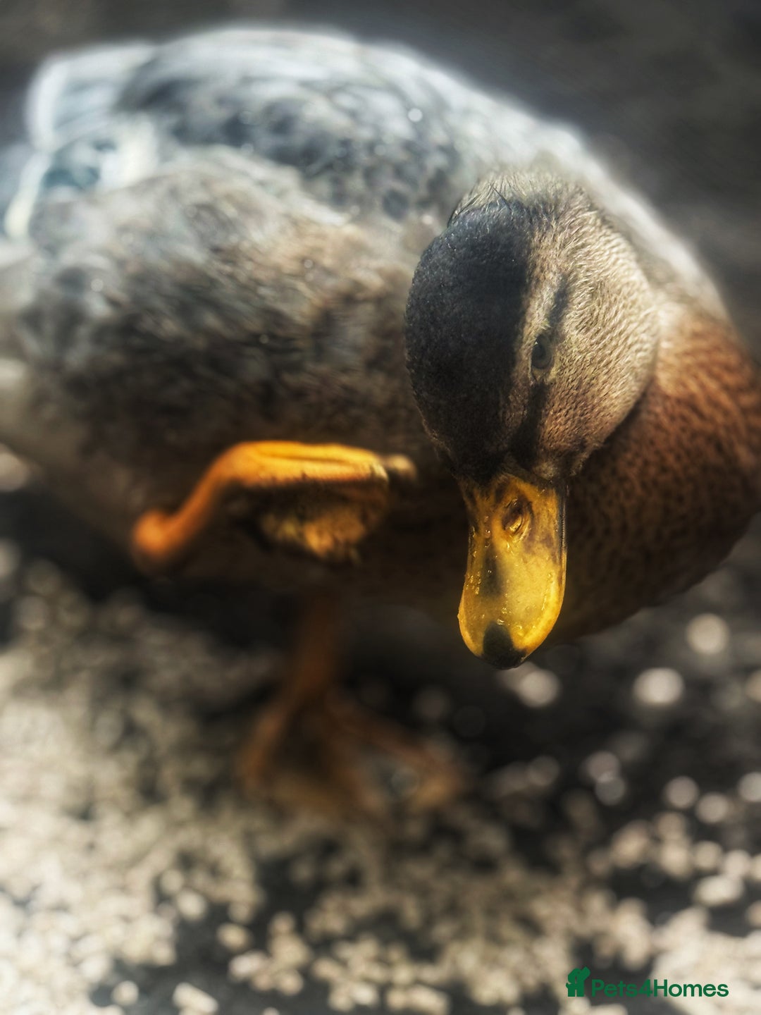 Ducks poultry for sale: Two Call Duck Drakes - Advert 6