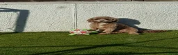 Cavapoo dogs for sale: Cavapoo Puppies for Sale - Advert 1
