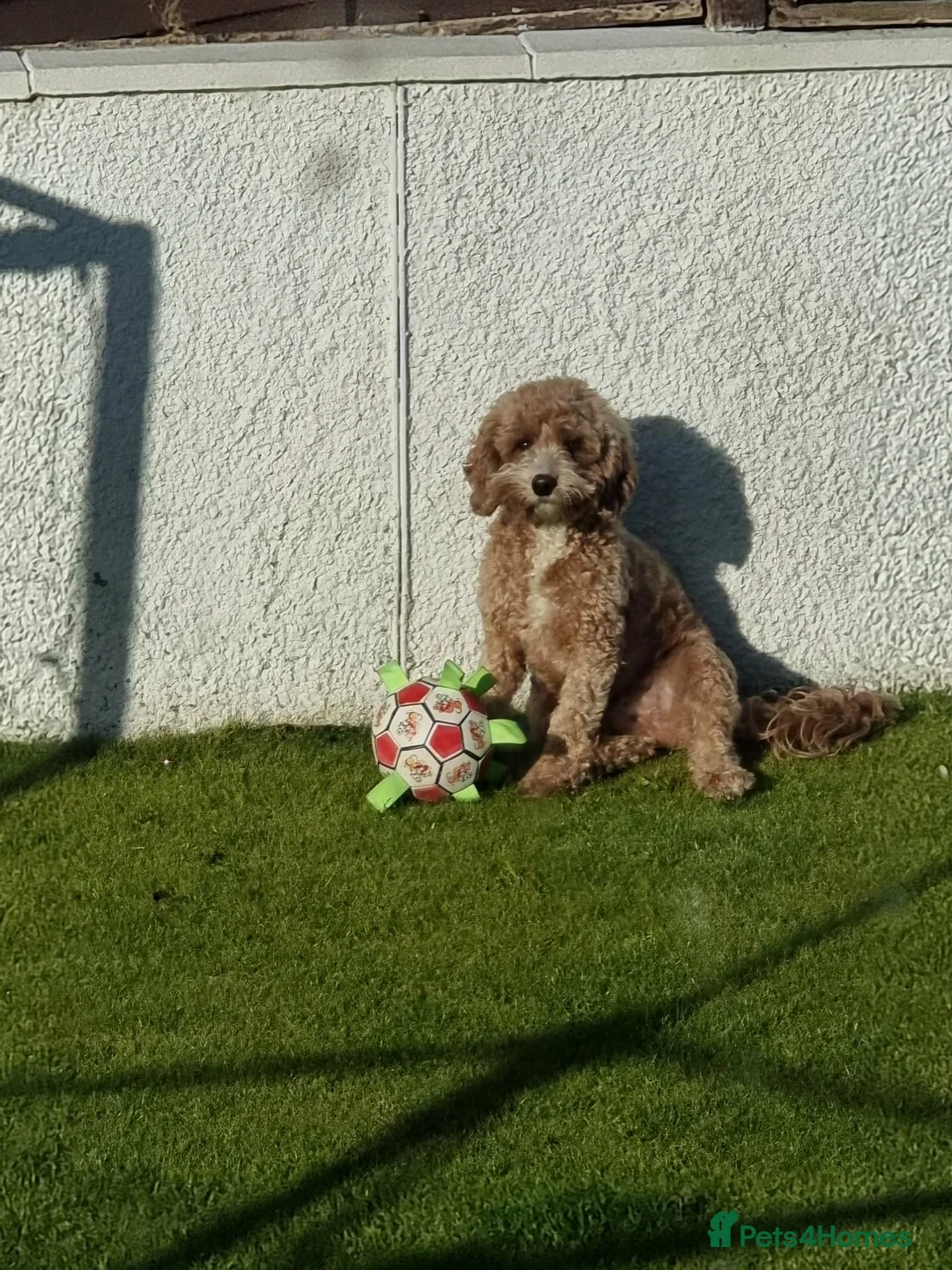 Cavapoo dogs for sale: Cavapoo Puppies for Sale - Advert 1