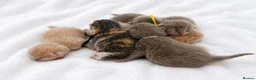 British Shorthair cats for sale: Stunning quality British shorthair kittens  - Advert 3