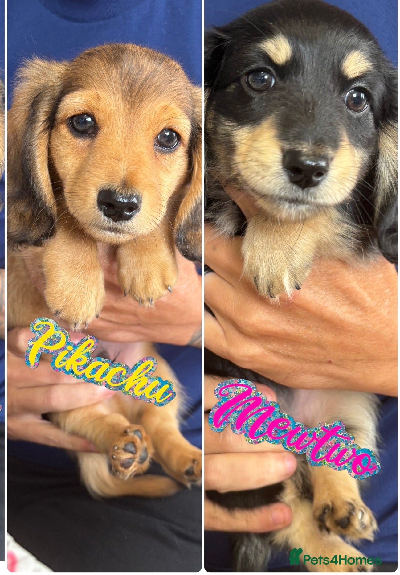 Miniature Dachshund dogs KC reg long miniature daschund x1 boys 1 girl  - Advert 1