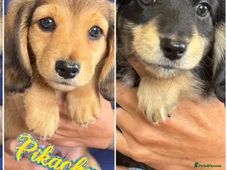 Miniature Dachshund dogs KC reg long miniature daschund x1 boys 1 girl - Advert 1