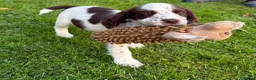 Cocker Spaniel dogs for sale: Working Cocker Spaniels - Advert 6