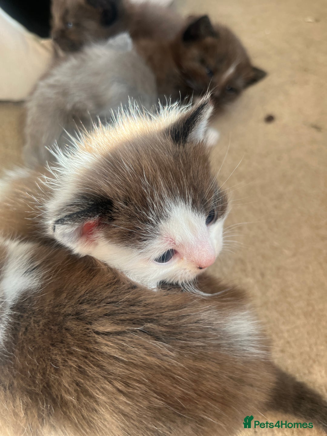 British Shorthair cats for sale: British shorthair x kittens - Image 3