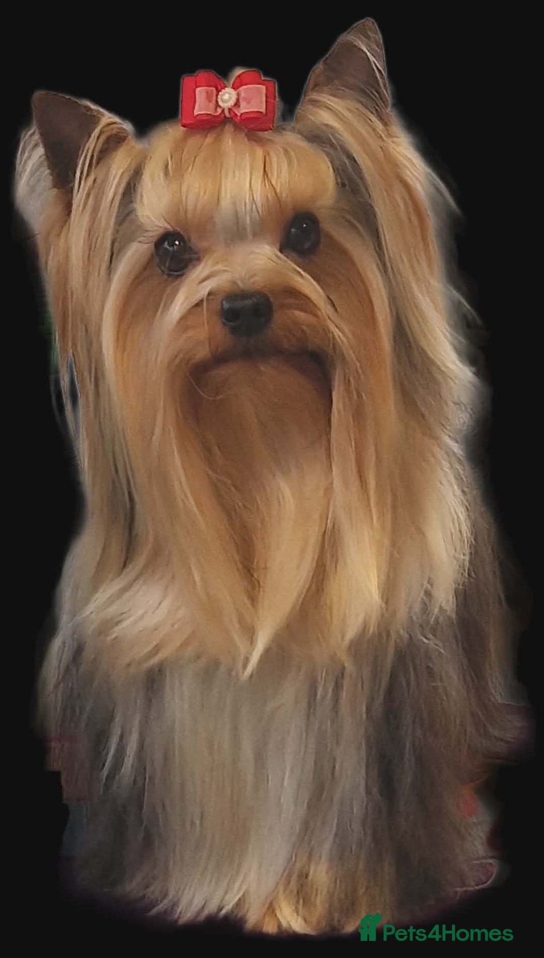Yorkshire Terrier dogs for sale: Beautiful Quality Yorkshire Terrier Litter  - Advert 11