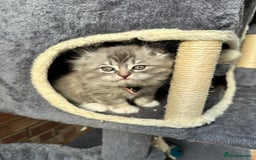 Scottish Fold cats for sale: Stunningly beautiful Scottish Fold x Ragdoll  - Image 31