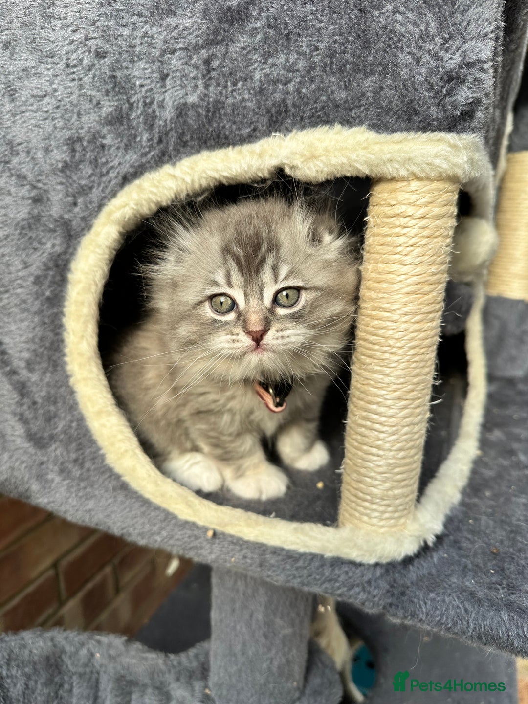Scottish Fold cats for sale: Stunningly beautiful Scottish Fold x Ragdoll  - Image 31