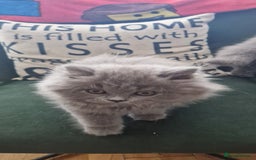 British Longhair cats for sale: british shorthair and shorthair males - Image 5
