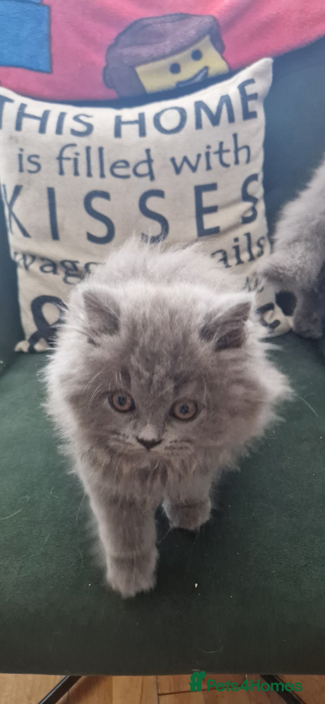 British Longhair cats for sale: british shorthair and shorthair males - Image 5