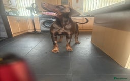 Dobermann dogs for stud: Zeus (for stud)  - Image 4