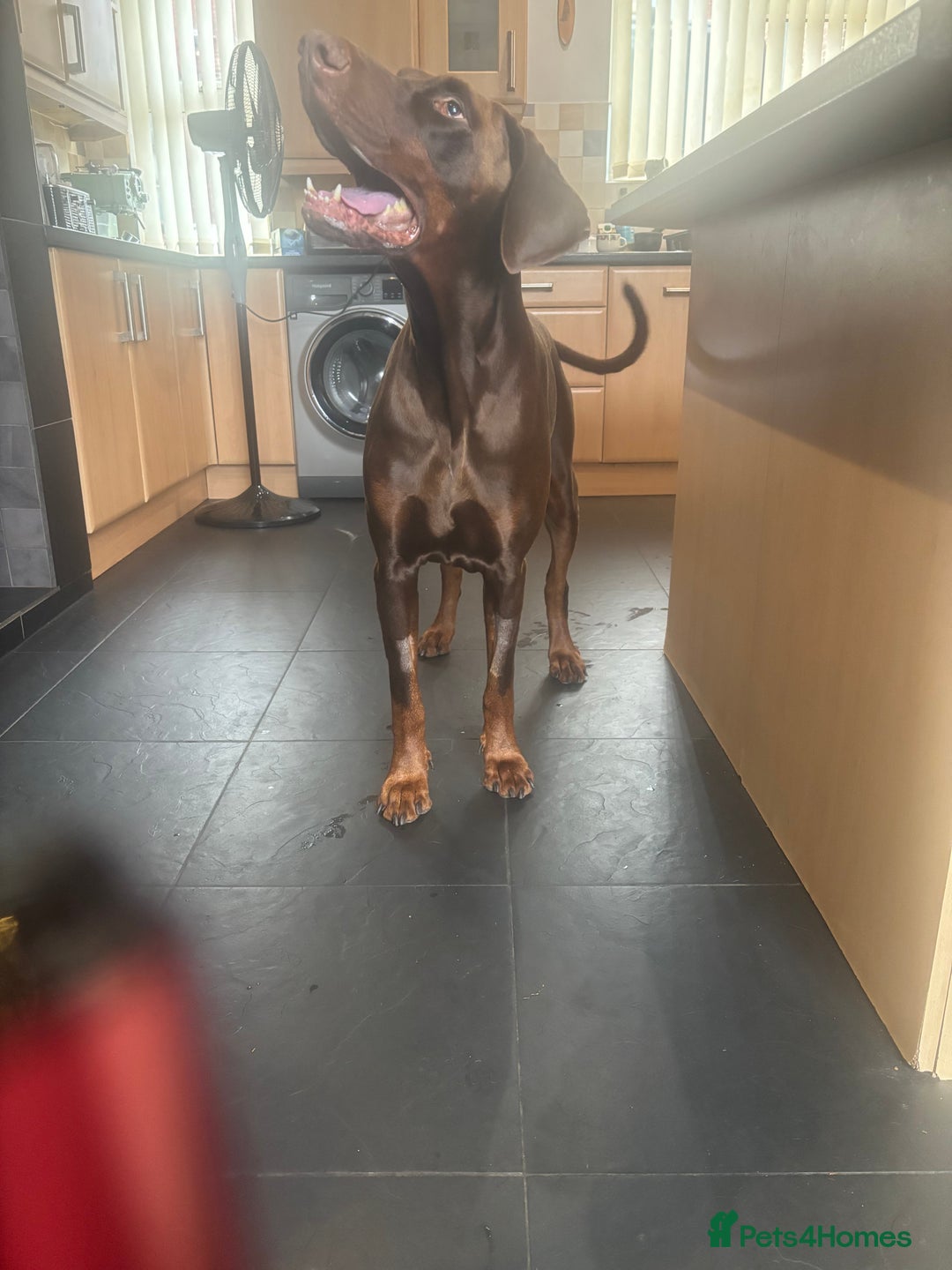 Dobermann dogs for stud: Zeus (for stud)  - Image 4