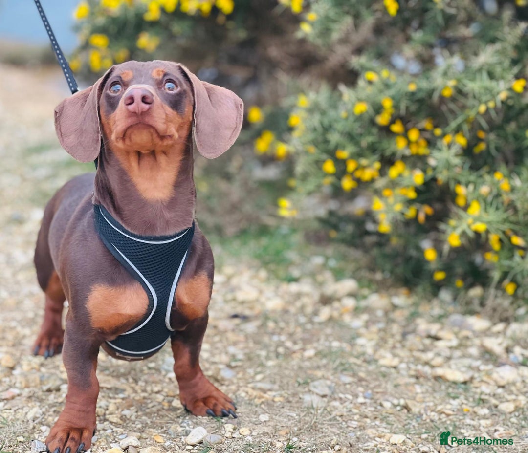 Miniature Dachshund dogs for stud: ⭐️⭐️⭐️KC MINIATURE DACHSHUND FOR STUD⭐️⭐️  in Southampton - Image 5