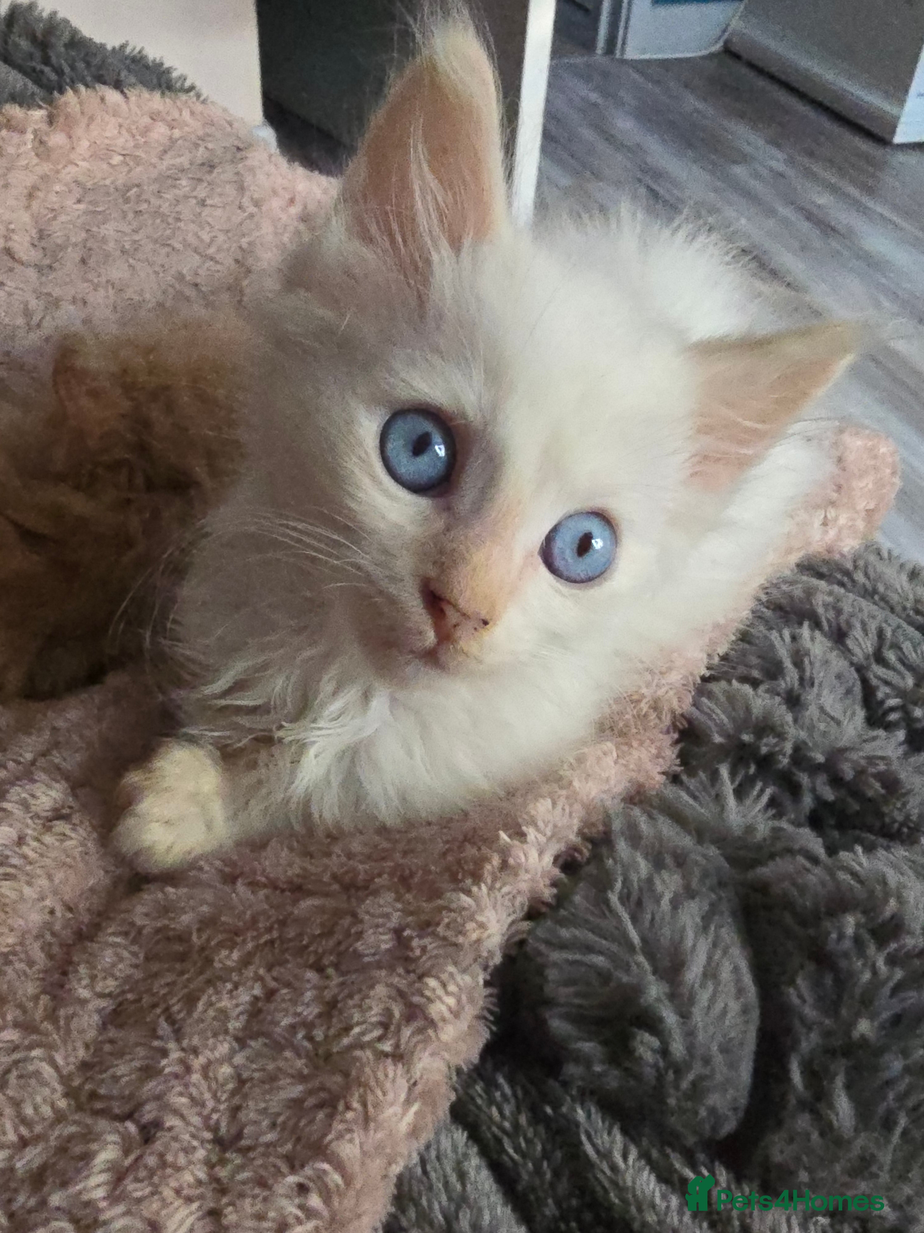 Mixed Breed cats Beautiful boy and girl  - Advert 14