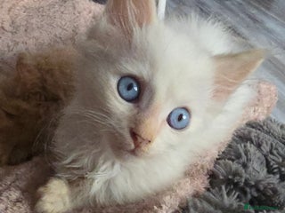 Mixed Breed cats Beautiful boy and girl - Advert 2