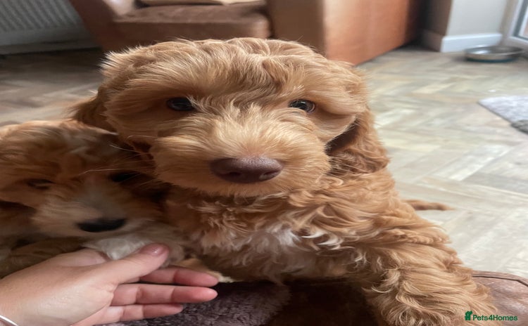 Cockapoo dogs - Advert 2