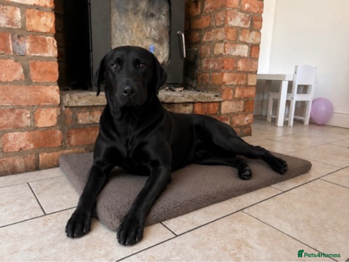 Labrador Retriever dogs Health Tested IGL Champion Bred Labrador Puppies  - Advert 2